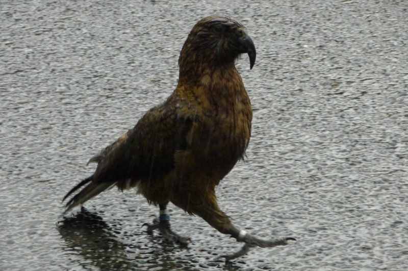 Nieuw-Zeeland 2011 - 1719